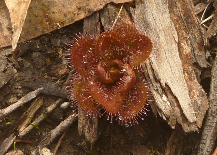 Australian Carnivorous Plants - Droseraceae